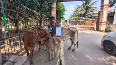 मुआवजे के लिए मवेशियों के साथ कलेक्टोरेट पहुंचा पीड़ित