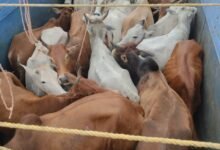 38 गौवंश से भरा ट्रक पकड़ाया, भागने के दौरान ट्रक से कूदने से एक आरोपी की मौत, एक बंदी