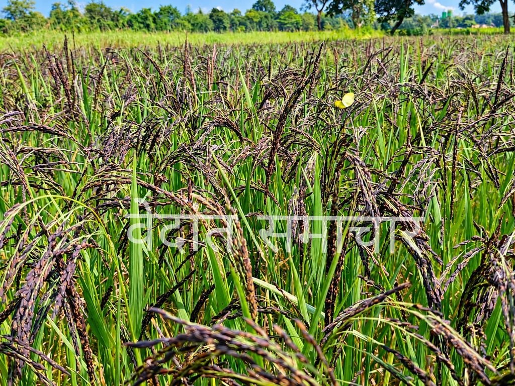 कोरबा में सुगंधित कालानमक धान और प्राकृतिक खेती को बढ़ावा देने की पहल, दो गांवों में शुरू हुआ प्रायोगिक उत्पादन