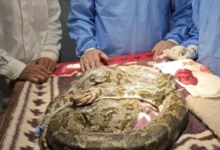 अजगर में कैंसर का ऑपरेशन: साढ़े तीन घंटे चली सर्जरी, मुंह से निकाली गांठ, वन्यजीव विशेषज्ञ ने बचाई जान