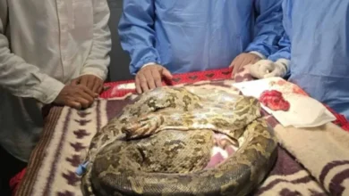 अजगर में कैंसर का ऑपरेशन: साढ़े तीन घंटे चली सर्जरी, मुंह से निकाली गांठ, वन्यजीव विशेषज्ञ ने बचाई जान