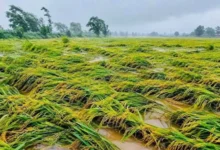 चक्रवात अर्नब का खतरा: आसमान में छाए संकट के बादल, खेतों में खड़ी धान की फसल पर मंडराया नुकसान का डर, पककर तैयार धान को बचाने की चुनौती।