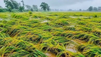 चक्रवात अर्नब का खतरा: आसमान में छाए संकट के बादल, खेतों में खड़ी धान की फसल पर मंडराया नुकसान का डर, पककर तैयार धान को बचाने की चुनौती।